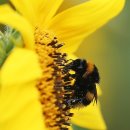 사자벌농장 이미지