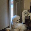 탑스모빌 이미지