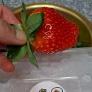 철희농장 네이버블로그