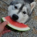 고방동물병원 이미지