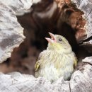 여우사이 이미지