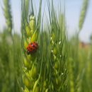 표씨농장 이미지