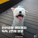 독독 | 인천공항 펫호텔 독독｜직접 2번 이용한 후기 공개
