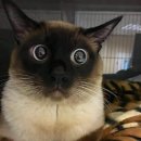 고냥이네 이미지