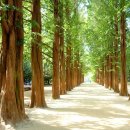 메타세콰이어길 이미지