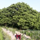 천태산농원 이미지