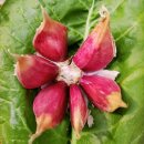 단양농업협동조합(농산물판매) 이미지