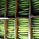 성운농장 이미지