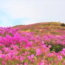 화순 안양산 철쭉+만연산(5월6일) 이미지