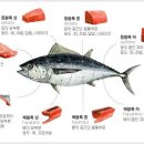 참치플러스 이미지