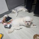 작전 캣독 동물병원 | 인천 계양구 애견동반식당 동백별관 내돈내산 후기