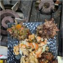 참조은날 이미지