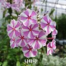 클레오파트라 답다 이미지