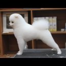 GROOMING 107 이미지