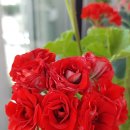 스타로프 이미지