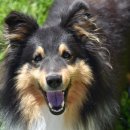 행복한 강아지 이미지