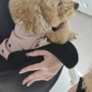 니드펫