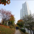 바위솔타운 이미지