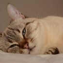 민락동물병원 이미지