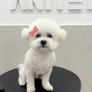 애니테티카 | 분당 애견미용 애니테티카-비숑 귀툭튀컷으로 완성한 귀염뽀짝 스타일링!