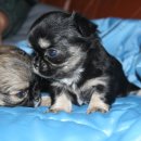 치와와 둥지 이미지