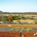 자연과 콩 이미지