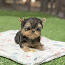 안산강아지책임분양 안산애견분양샵 [ 말티즈 말티푸 미니비숑 토이푸들 말티폼 시츄 치와와 슈나우저 요크셔테리어 셀티 차우차우 ] 이미지