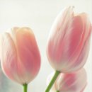 튤립 이미지