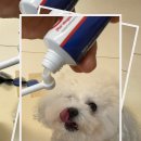 CH동물병원 | 강아지치석제거 강아지입냄새 바르기만해도 좋은 오랄벳 치약