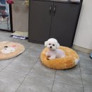 개똥이 애견샵 이미지
