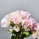 미미코코 이미지