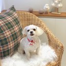 로로앤독 이미지