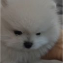 옥천동물병원 | 옥천강아지 화이트포메라니안 분양 - 대전 동양 애견에서 시작된 특별한 이야기