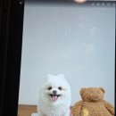 새한사진관 - 창원시 마산회원구 양덕로 2 | 강남역 셀프사진관 데이트코스 반려견사진 오디티모드