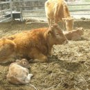 봄이네 농장 이미지