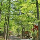 항노화자연휴양림(항노화힐링랜드) 이미지