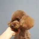 예뻐해줄개 이미지