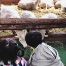 상운목장 이미지