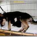 똥강아지 이미지