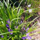 꽃누르미 이미지