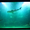 아쿠아플라넷 제주 이미지