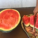 수박&토마토 축제 이미지