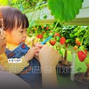 신만로 | 2시간 30분 순삭! 키즈카페보다 좋은 곤지암 울트라팜 딸기농장 찐 후기 (프라이빗 좌석/놀거리 천국)