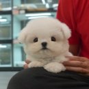 동일애견샵 이미지