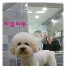 뽀송