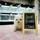 뽀송뽀송 이미지