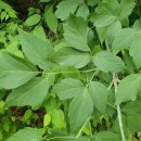 도담칼국수 이미지