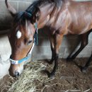 굴레목장 이미지