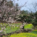 유채와바다 | 제주 유채꽃 구경/산방산 일대 유채꽃/엉덩물계곡 유채꽃/서우봉 유채꽃 후기