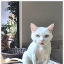 벤토냥 네이버블로그